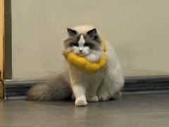 -瑞派福兴宠物医院犬猫全科·骨科·中西医结合(河东店)