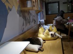 -滚猫咖啡·猫咖·猫友好撸猫(未来城店)