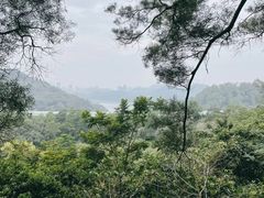 -深圳仙湖植物园