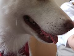 -Husky Go! 哈士奇体验馆·宠物咖啡厅狗咖