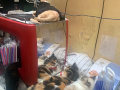 -猫色咖啡·猫咖