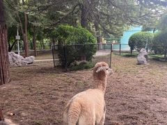 -保定市动物园