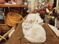 -知物癖(牛王庙店)