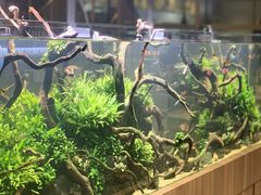 -池云涧自然椰子鸡(万泰汇店)