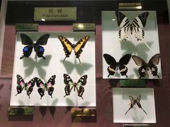 -上海昆虫博物馆