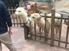 -杭州开元森泊度假乐园