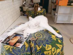 -平行世界·猫咖(首经贸店)