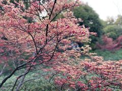 -苏州上方山国家森林公园