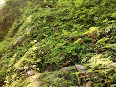 -牛背梁国家森林公园