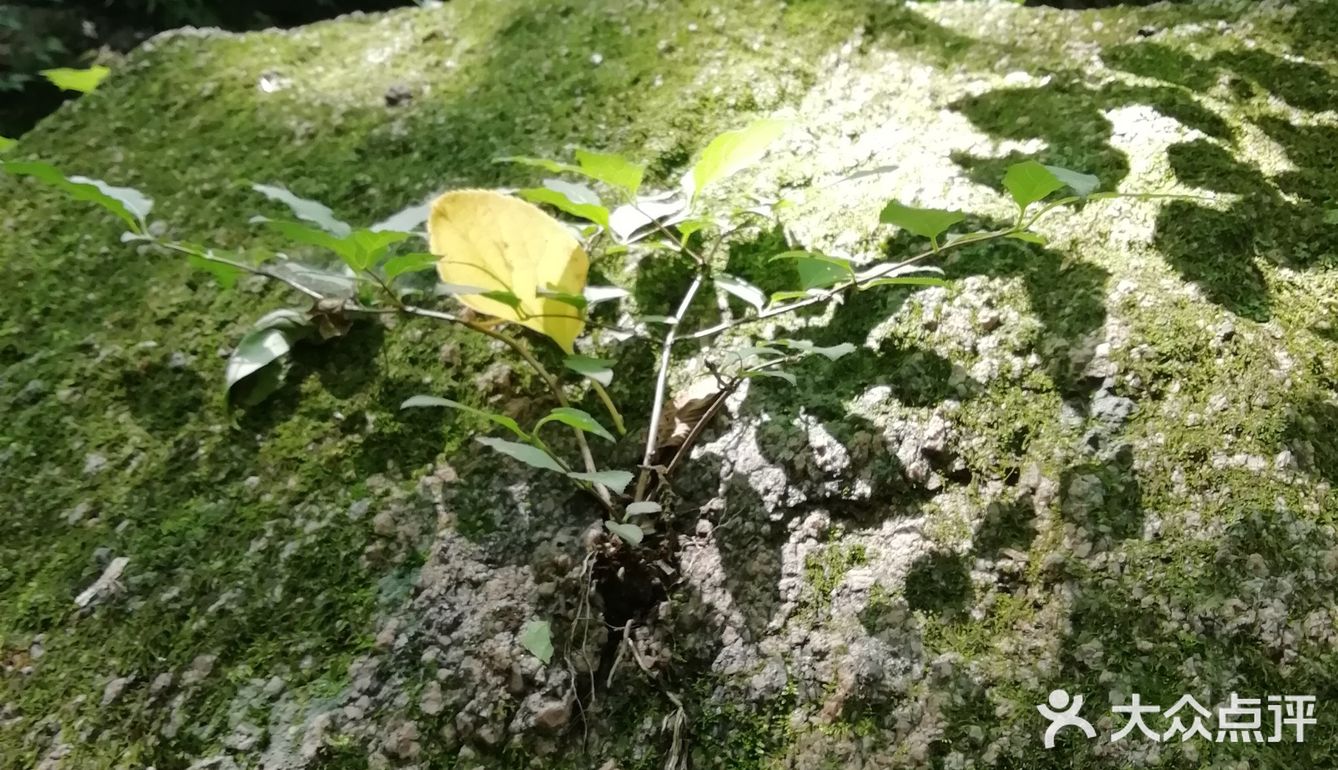 大岭沟猕猴桃谷