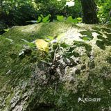 大岭沟猕猴桃谷