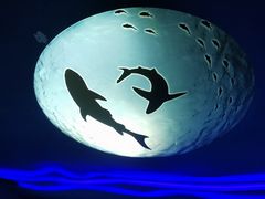-上海海昌海洋公园