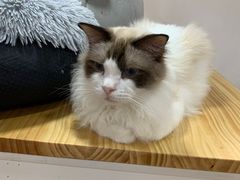 -李小姐の猫咖啡馆(五角场店)