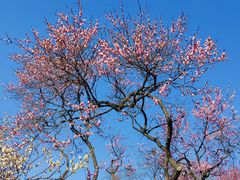 -梅花山(明孝陵内)