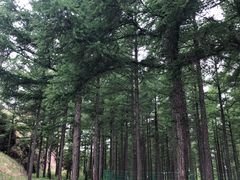 -塞罕坝国家级自然保护区