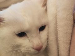-伟伟宠物医院·CT影像中心·瑞派犬猫综合性门诊(汉口总院)