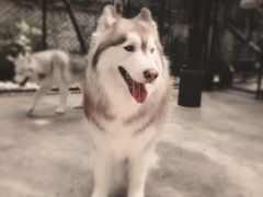 -TrueLove @ Neverland (Husky Cafe)