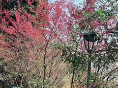 -金鸡山公园