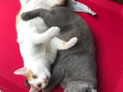 -畜牧兽医站(共江路店)