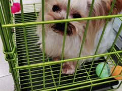 -宠福鑫康馨动物医院·骨科·眼科