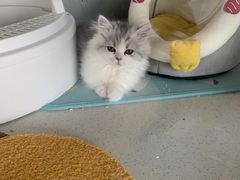 -糯米喵星人总部直营旗舰店·猫舍·幼猫出售