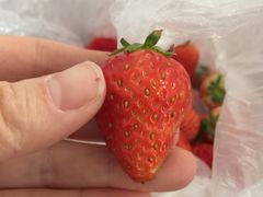-大自然农场蔬菜草莓采摘园