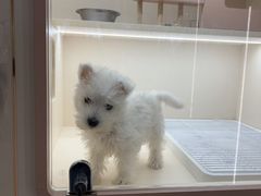 -翊宠yipet猫狗购宠庄园犬舍•猫舍