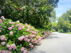 -上海滨江森林公园