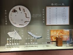 -太湖雪蚕桑文化园