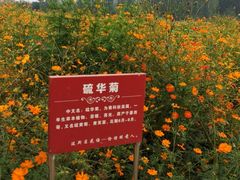 -北京东方普罗旺斯薰衣草庄园