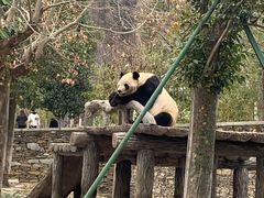 -卧龙中华大熊猫苑神树坪基地