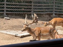 -青藏高原野生动物园