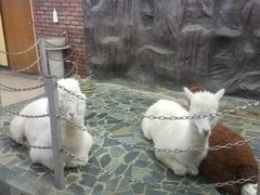 -上海大自然野生昆虫馆(东方明珠·爬宠昆虫探索中心)