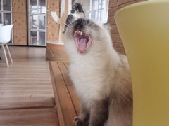 -猫的茶·猫咖