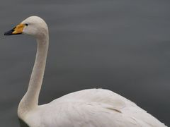 -青藏高原野生动物园