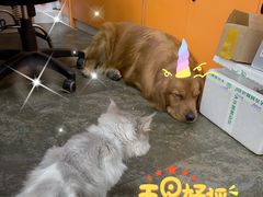 -德元·美联众合24小时动物医院(总院)