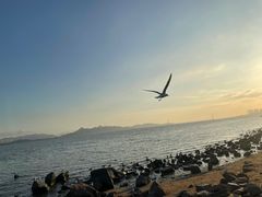 -深圳湾公园(南山区)