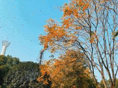 -西北湖绿化广场