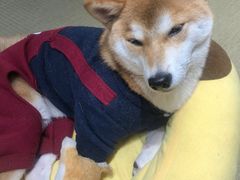 -逗柴咖啡屋·狗咖猫咖宠物桌游