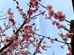 -新虹桥中心花园