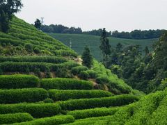 -龙坞茶村