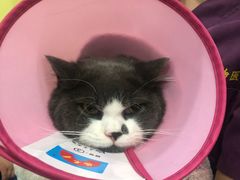 -瑞鹏宠物医院·爱宠堂·骨外专科(西荷分院)