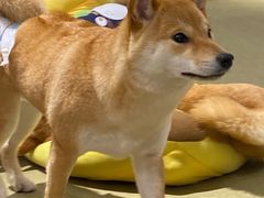 -逗柴咖啡屋·狗咖猫咖宠物桌游