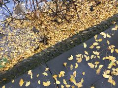 -四川大学(华西校区)