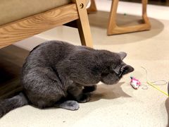 -藏猫猫咖啡主题馆(中央大道店)