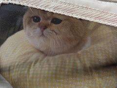 -派特宠物医院(圆融广场店)