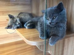 -猫十亿·布偶金渐层·曼基康矮脚猫舍(青年路店)