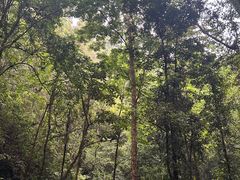 -莫里热带雨林景区