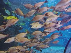 -太平洋海底世界