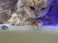 -PETKIT小佩宠物·低压洗护(国顺东路店)